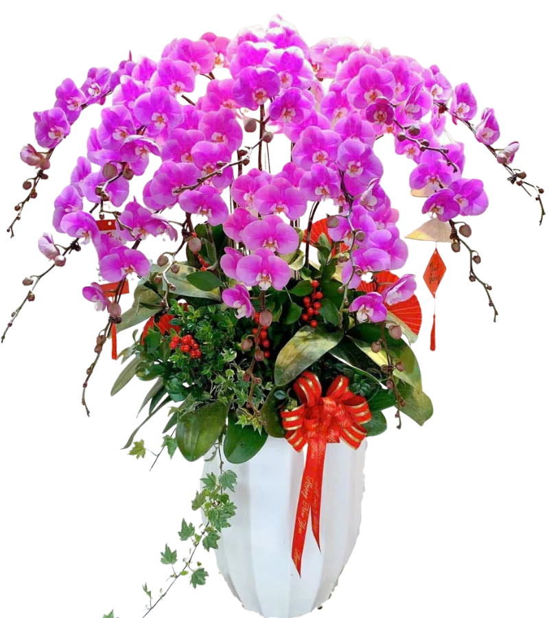 chậu lan hồ điệp hồng