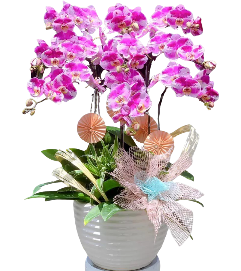 chậu lan hồ điệp hồng