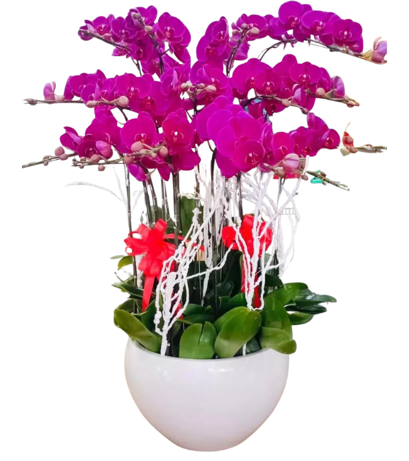 chậu lan hồ điệp hồng