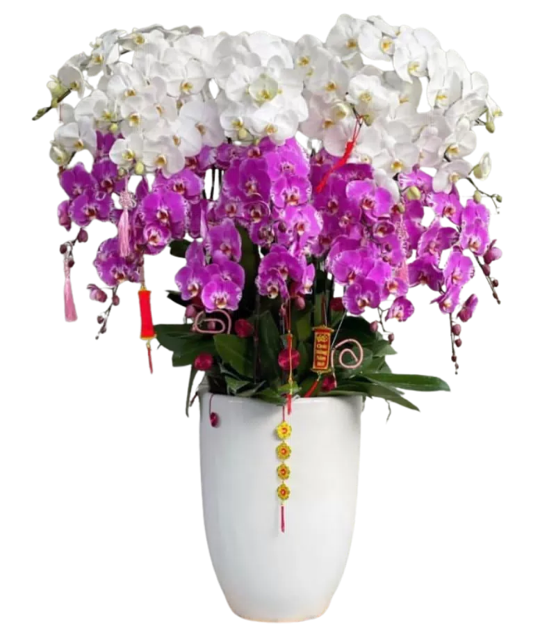chậu lan hồ điệp hồng mik