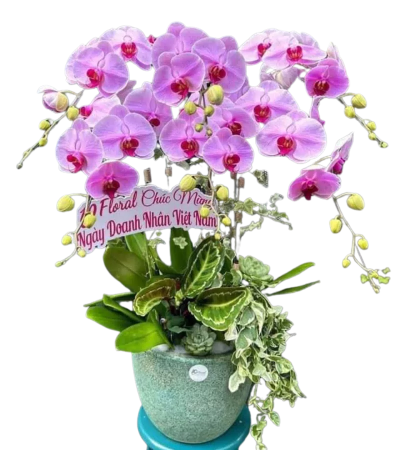 chậu lan hồ điệp hồng nhạt