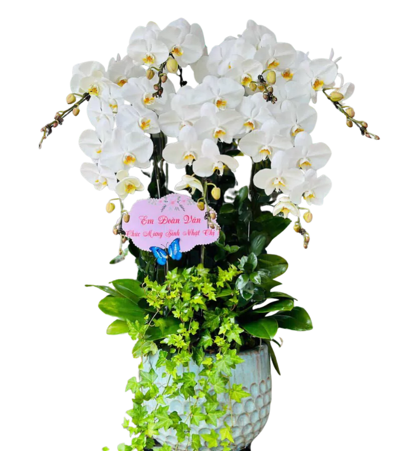chậu lan hồ điệp trắng