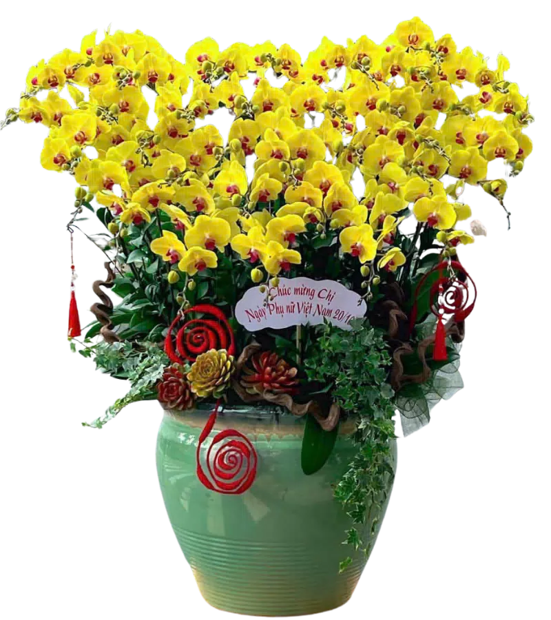 chậu lan hồ điệp vàng