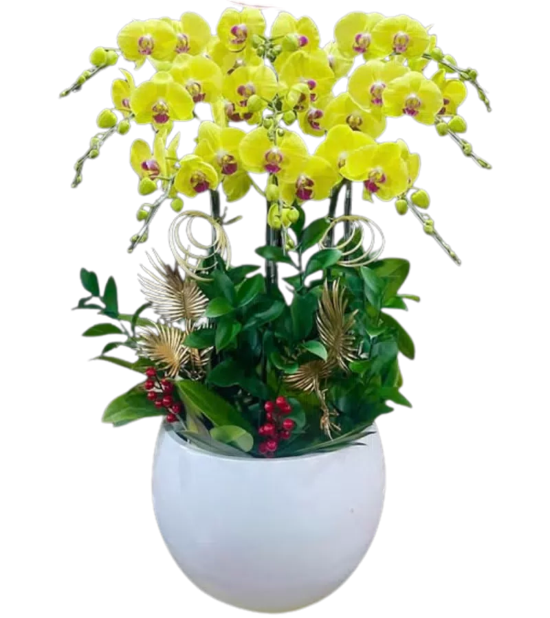 chậu lan hồ điệp vàng
