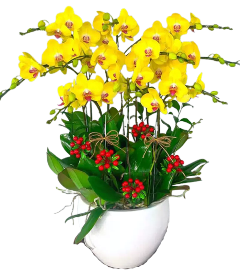 chậu lan hồ điệp vàng
