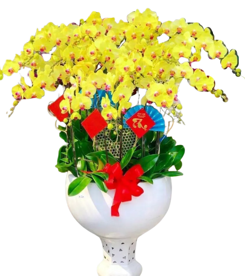 chậu lan hồ điệp vàng